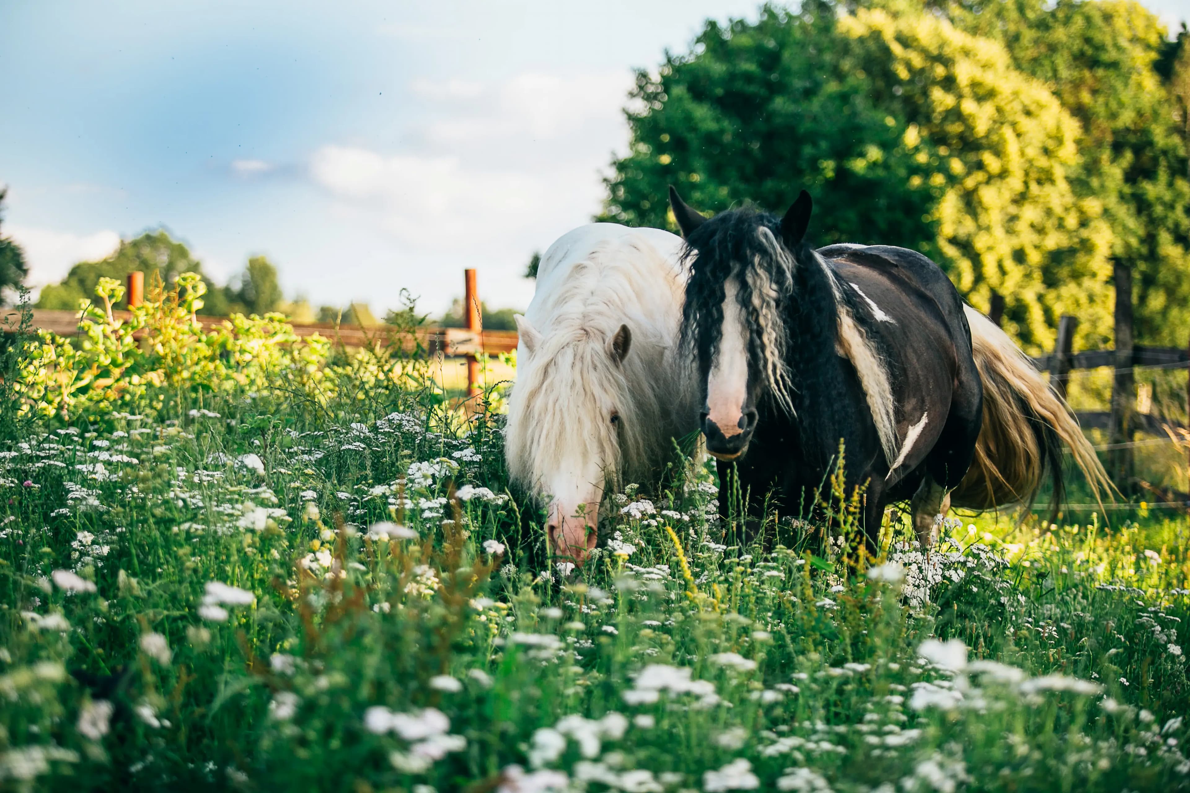 Horse Riding - Cover Section Image